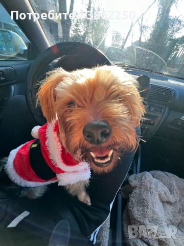 Търсим мъжки йоркширски териер (yorkie) за разплод., снимка 4 - Йоркширски териер - 52908374