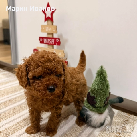 Пудел "Той", момче с две ваксини!