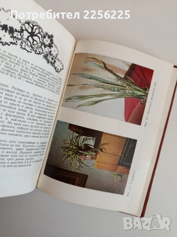 Цветя за нашия дом, снимка 5 - Специализирана литература - 52183831