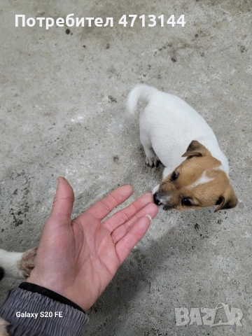 малки кученца Джак Ръсел , снимка 5 - Джак ръсел териер - 53427487