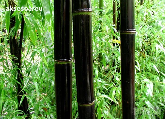 100 бр. висококачествени семена от черен бамбук - Phyllostachys nigra - Hardy Rare Privacy редки бам, снимка 12 - Сортови семена и луковици - 47663974