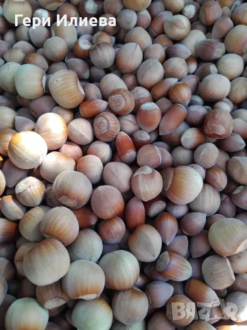 Продавам лешници