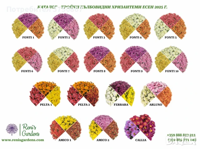 🧡 🌿💞 КЪЛБОВИДНИ ХРИЗАНТЕМИ - 17 тройни КОМБИНАЦИИ, РАЗЛИЧНИ СОРТОВЕ 🧡
