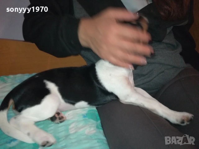 КУТРЕ//ПАЛЕ ДЖАК РЪСЕЛ НА 3 МЕСЕЦА-МОМИЧЕ 2411251124, снимка 12 - Джак ръсел териер - 52521058