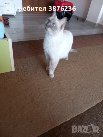 Британска късокосместа , снимка 6 - Британска късокосместа - 53313048