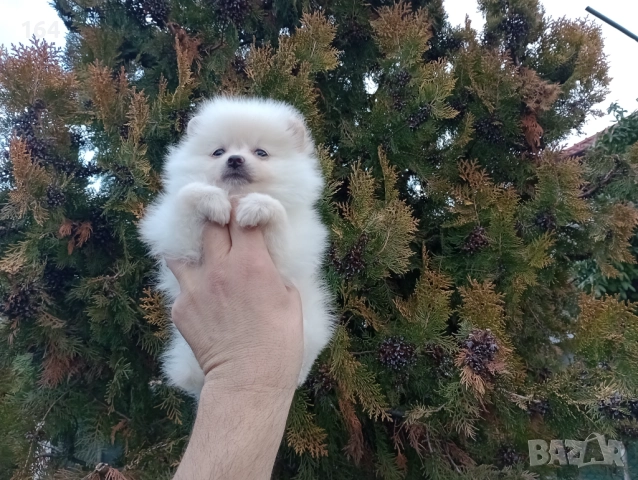 Померани. Реални снимки от 22.12.25, снимка 6 - Померан - 52809073