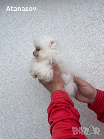 Померан Померанче, снимка 4 - Померан - 53090690