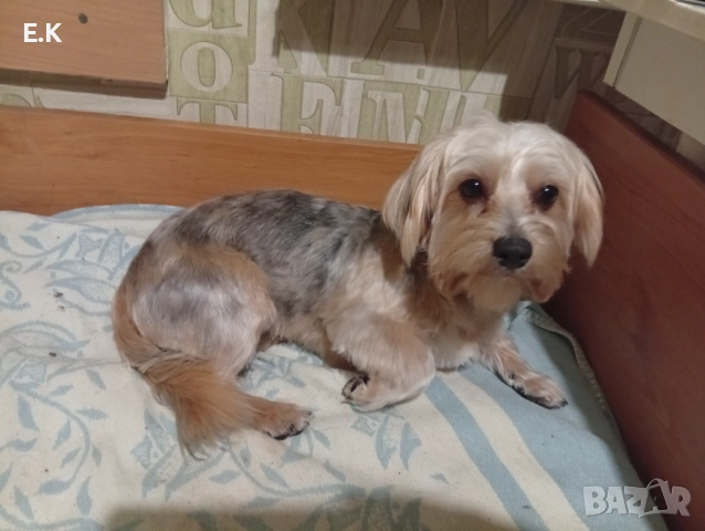 Йоркширски териер,женска със сини очи и мъжки мерле, снимка 2 - Йоркширски териер - 52876986