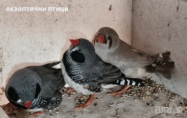 Джъмбо Амадини - Продавам, снимка 4 - Амадини - 52865989