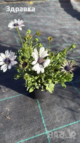 Остеоспернум, снимка 4 - Градински цветя и растения - 53829452