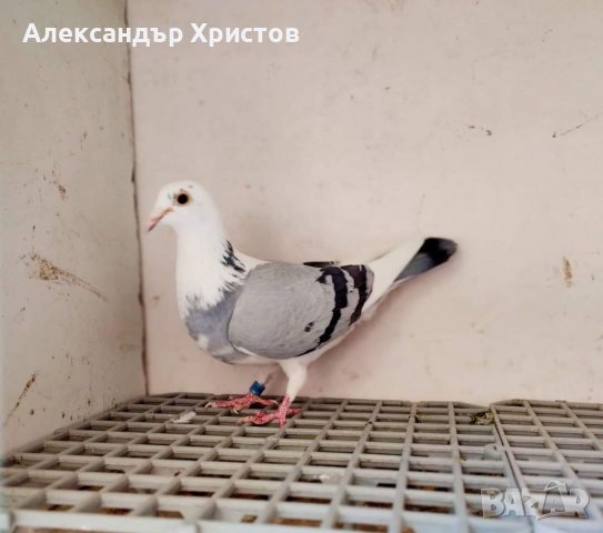 Спортни гълъби , снимка 10 - Гълъби - 30973040