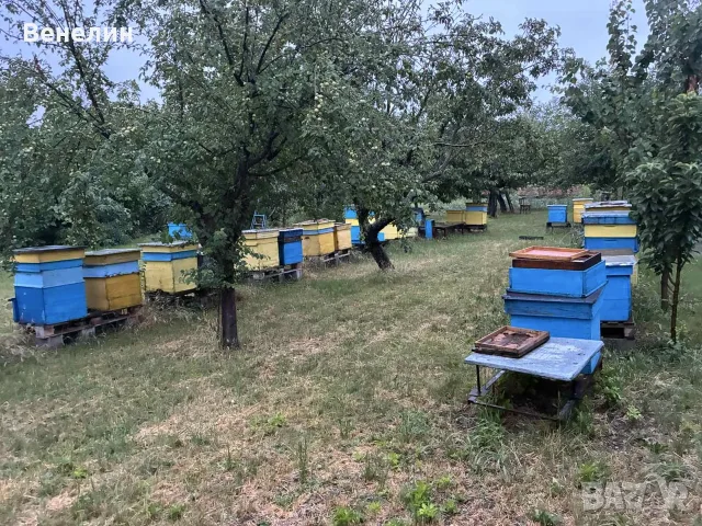 Продавам кошери Даданблат