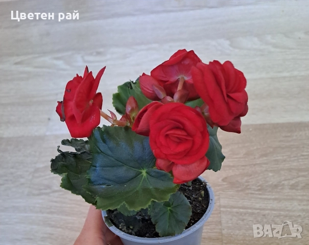 Три цвята бегония 