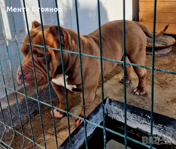 Американско боли покет 