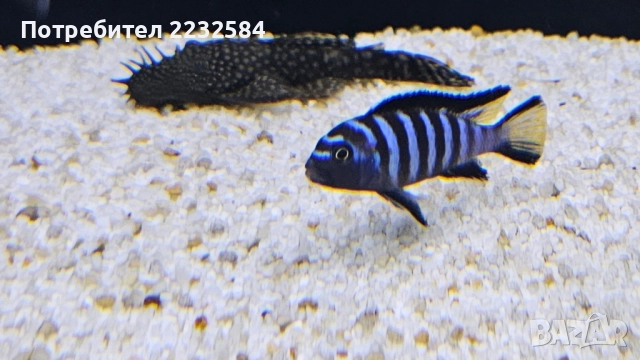 Рибки Африкански цихлиди , снимка 2 - Рибки - 46868751
