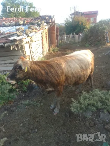 5 br mladi kravi bremeni kırjali, снимка 4 - Крави - 56098779