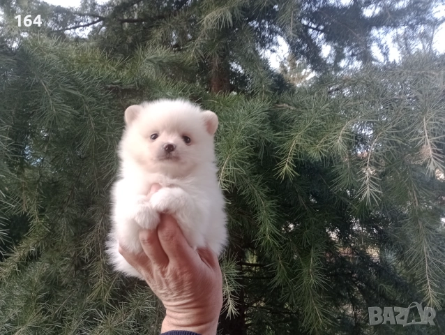 Бели мъжки и женски Померани. Реални снимки от 02.01.26 г. , снимка 5 - Померан - 52932942