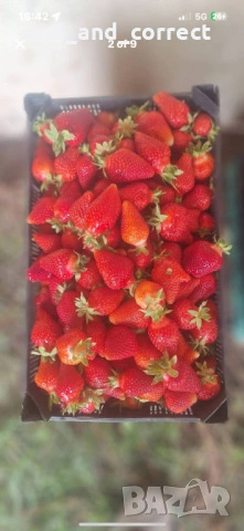 Само ЗА ЦЕНИТЕЛИ Уникален БИО разсад Ягоди и Малини, снимка 9 - Разсади - 53748363
