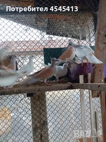 Папагали вълнисти, корели и какарики Смеещи се гугутки, снимка 9 - Папагали - 52896846