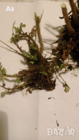 Продавам разсад Хризантеми, зелен цвят - за пролетно засаждане, снимка 5 - Разсади - 37921425