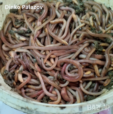 ДЕНДРОБЕН килограм - 60 лева, Доза 12 - 14 бройки - 1,50 лв., снимка 1