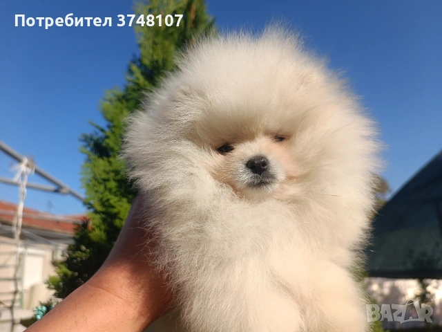 Померан/Померани, снимка 7 - Померан - 52920016