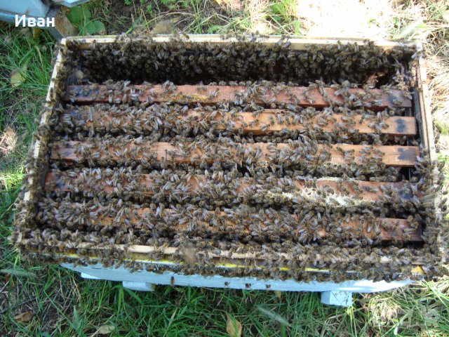 Пчелни семейства, ДБ, снимка 4 - За пчели - 39910963