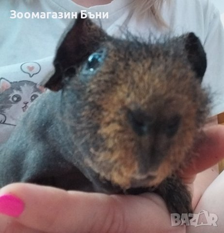 Skinny pig , Голи морски свинчета, снимка 12 - Морски свинчета - 39860680