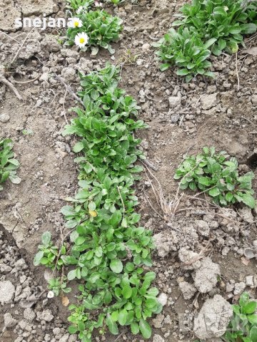 Разсад бели маргаритки  два вида, снимка 4 - Разсади - 44598025