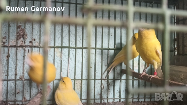 Продавам млади канарчета 2025г., снимка 5 - Канари - 52147318