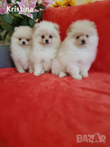 Померан померани снимки от днес!