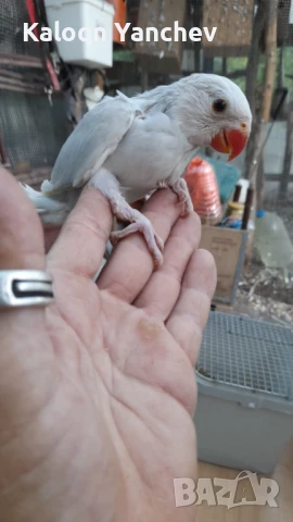 Папагали, снимка 3 - Папагали - 50872073