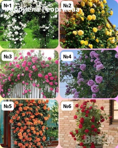 Катерливи и храстовидни рози