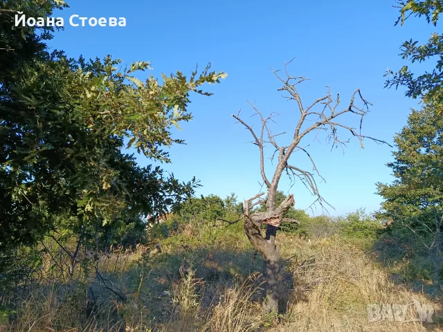 Земеделска земя в село Равна гора област Варна община Аврен, снимка 3 - Земеделска земя - 56110560