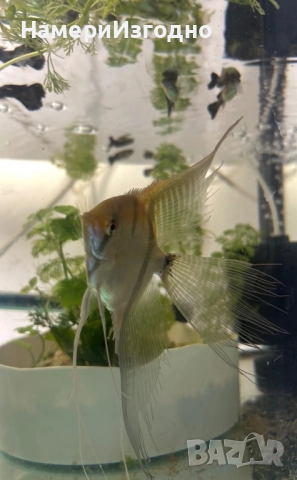 Скаларии по чифтове, снимка 2 - Рибки - 52963104