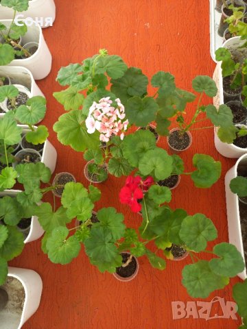 Мушкато и сакъзи , снимка 1