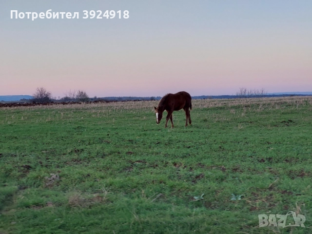 Продавам Конче на 8 месеца , снимка 2 - Коне - 52810797