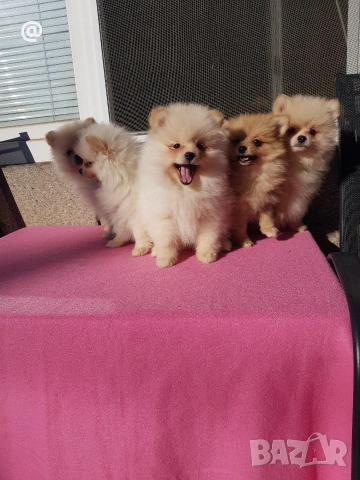 Померан померанчета померани Гр. София , снимка 5 - Померан - 53620097