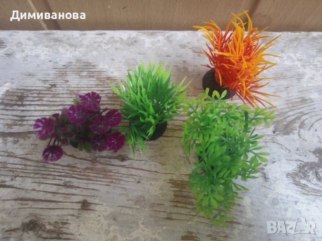4 малки водорасли за аквариум, снимка 4 - Оборудване за аквариуми - 51410804