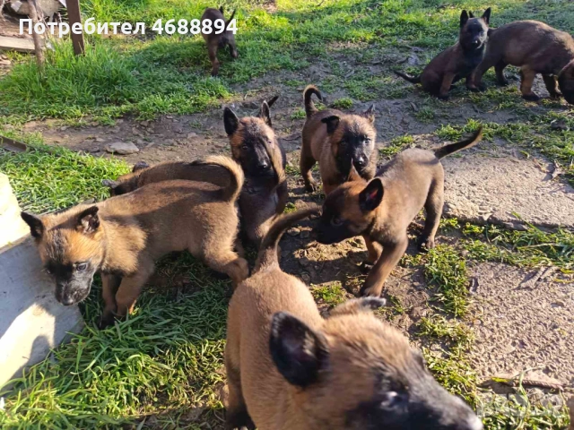 Продавам Белгийска овчарка „Малиноа“, снимка 4 - Белгийска овчарка - 52863873