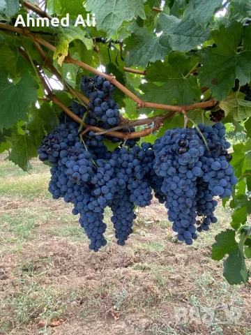 Продавам грозде Мерло,Памид и Брестовица, снимка 6 - Други - 55770192