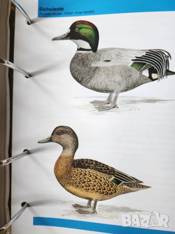 Декоративни птици - Немски стандарт (официален), цветен, над 300 вида описани, критерии за оценка..., снимка 11 - Енциклопедии, справочници - 52341558