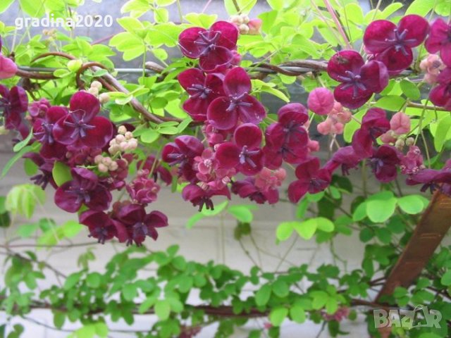     Акебия, Шоколадова лоза / Akebia quinata, снимка 6 - Разсади - 39745581