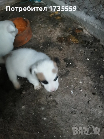 Жак ръсел териер. Късокраки. , снимка 3 - Джак ръсел териер - 52917288