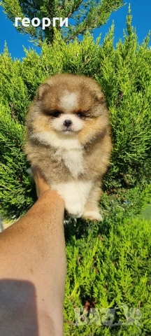 померан мини померан, снимка 9 - Померан - 50964936