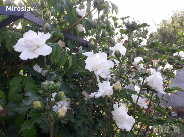 Хибискус Кичест 4 налични цвята, снимка 2 - Градински цветя и растения - 50890162