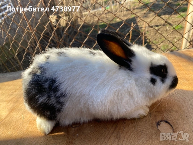 Зайци, снимка 4 - Други - 53782713