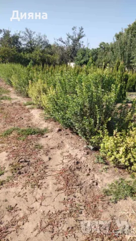 Лигуструм жив плет, снимка 2 - Градински цветя и растения - 47262985