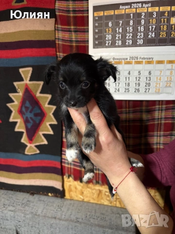 Пинчерчета , снимка 2 - Пинчер - 53748009