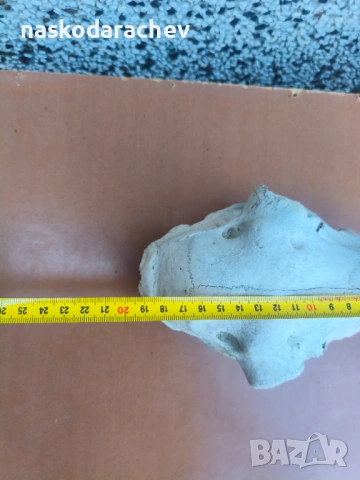 Череп за декорация, снимка 16 - Декорация за дома - 39432640